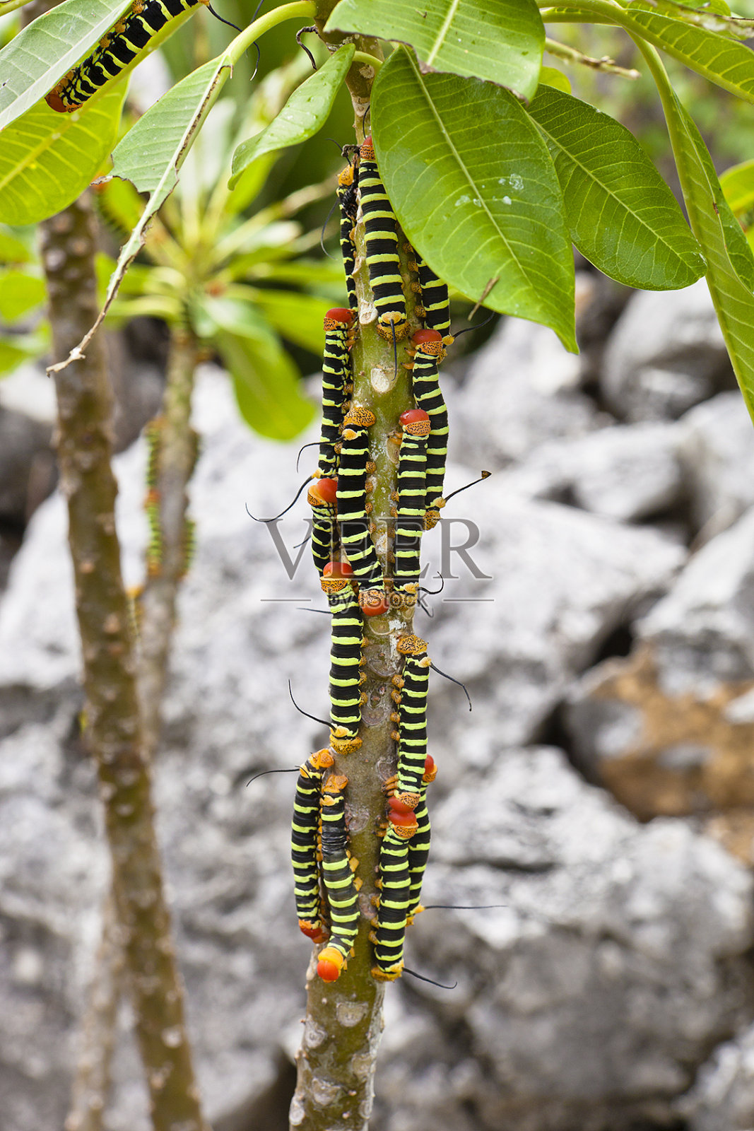 灌木上的毛虫照片摄影图片