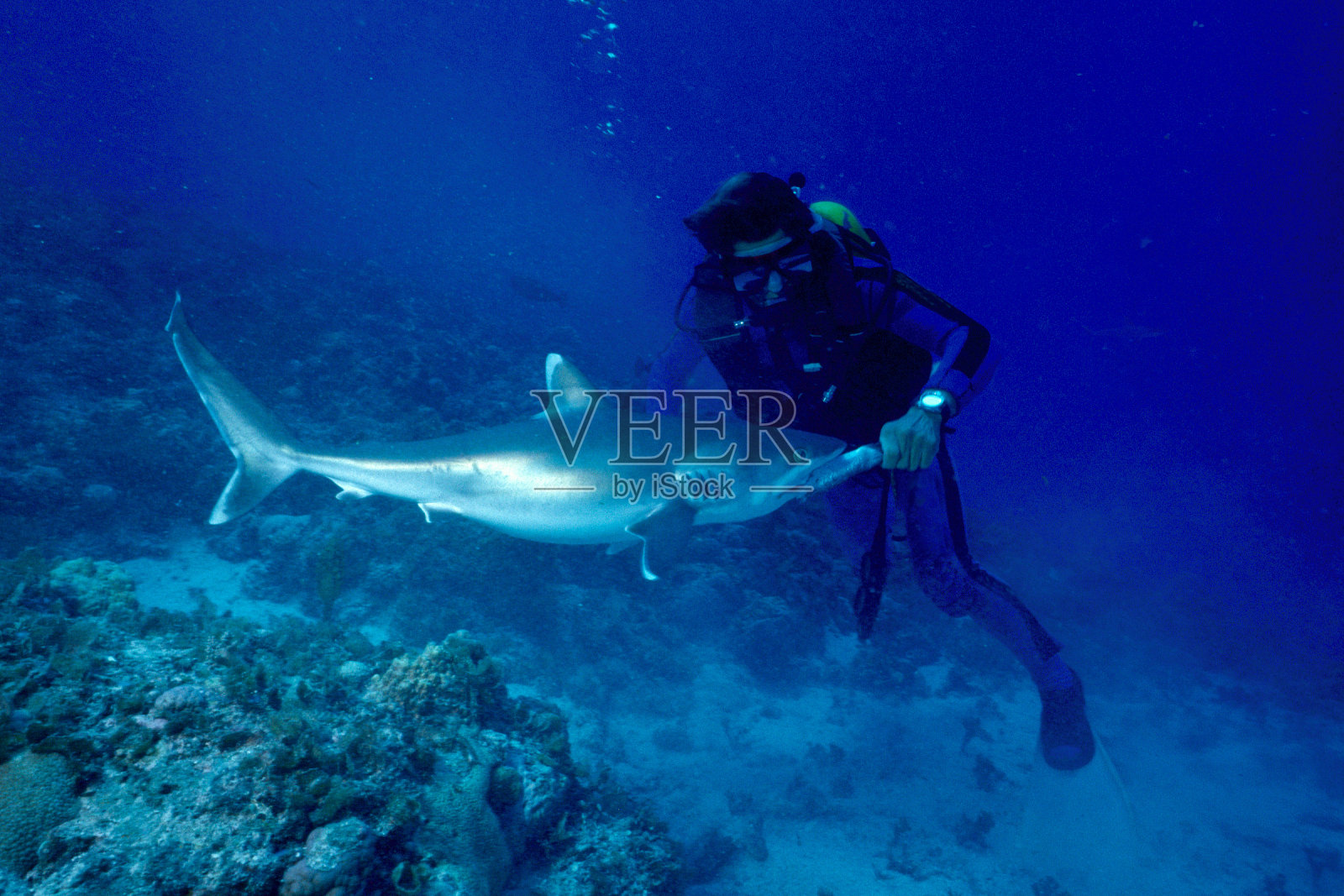 灰礁鲨鱼和潜水员照片摄影图片