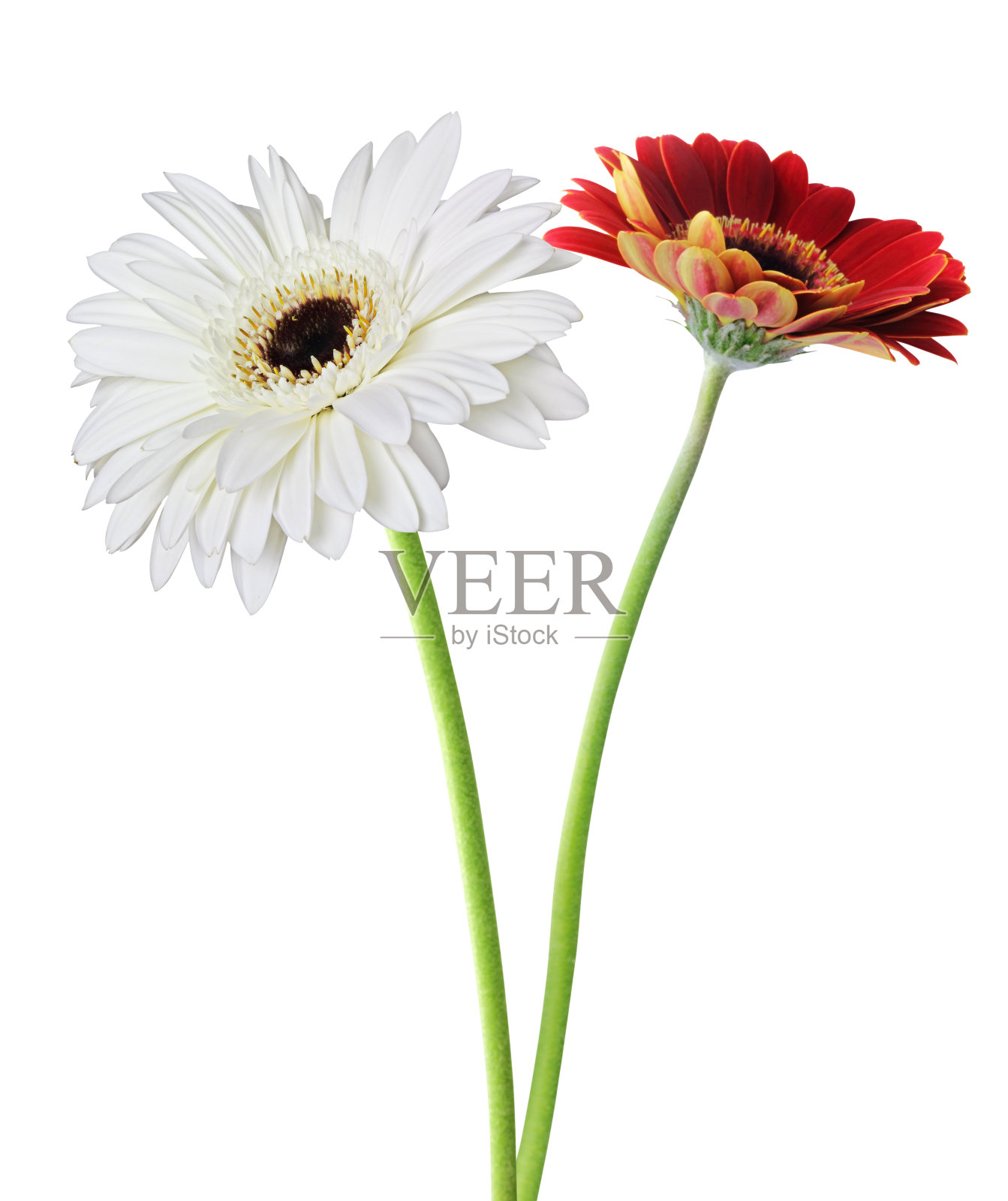 两个菊花孤立照片摄影图片