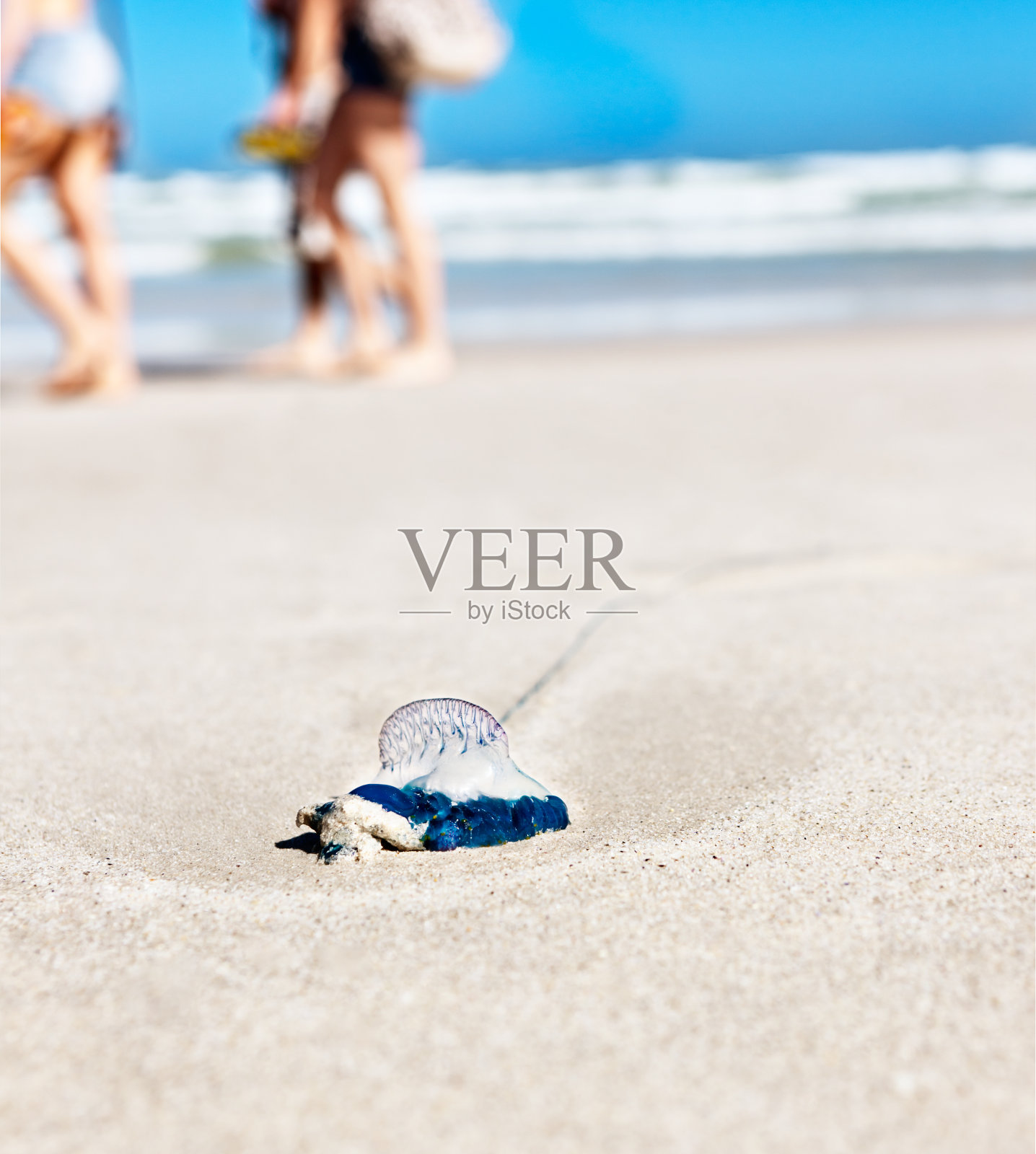 被遗弃在沙滩上的搁浅水母照片摄影图片