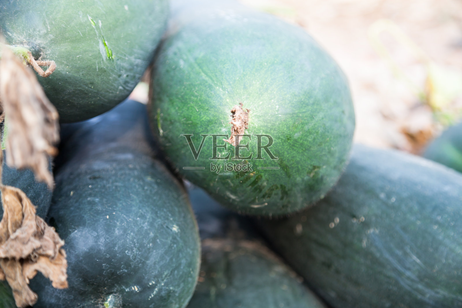 冬瓜照片摄影图片