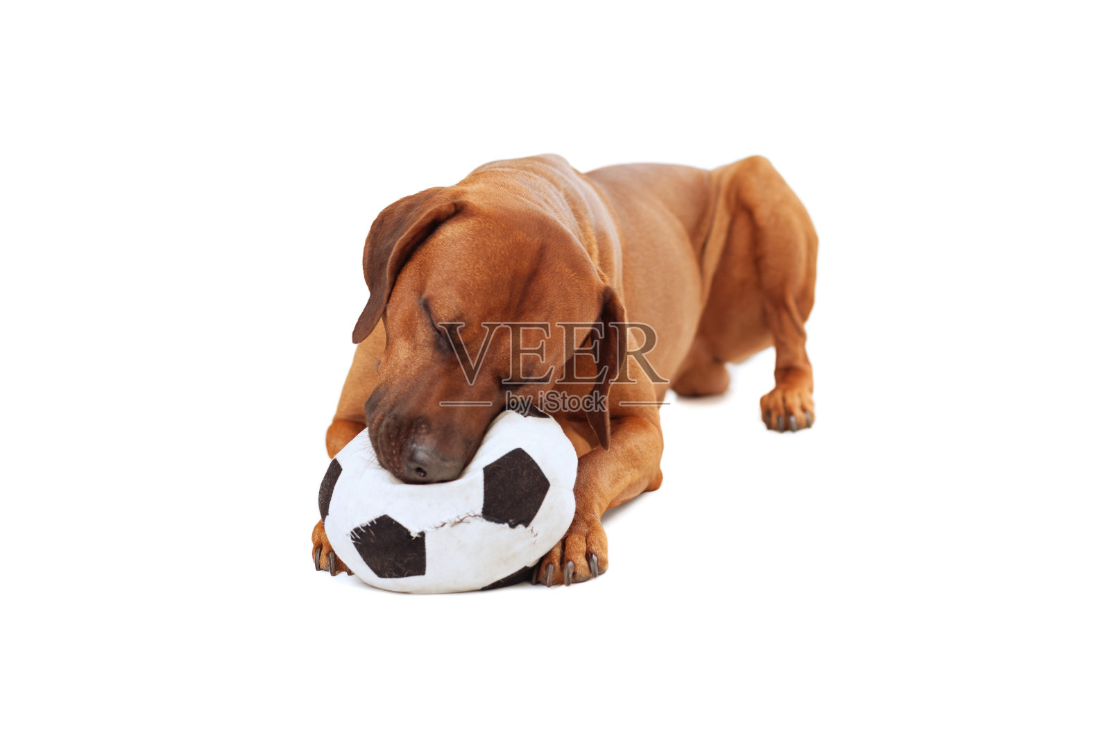 罗得西亚脊背鲸头枕在足球上照片摄影图片