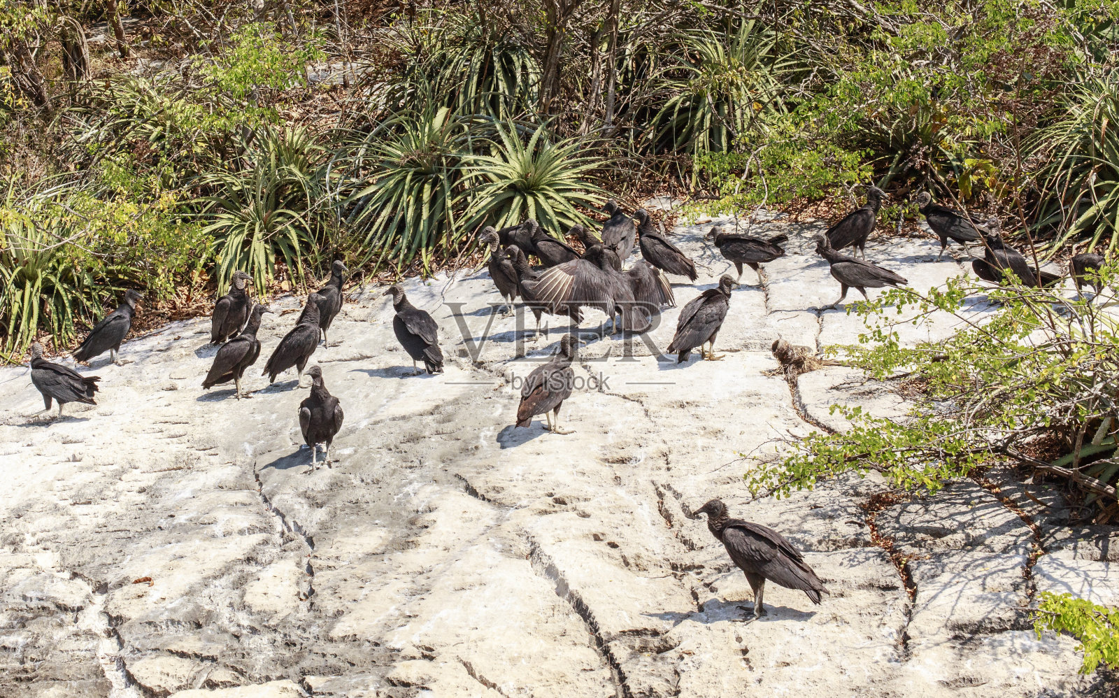 黑秃鹰照片摄影图片