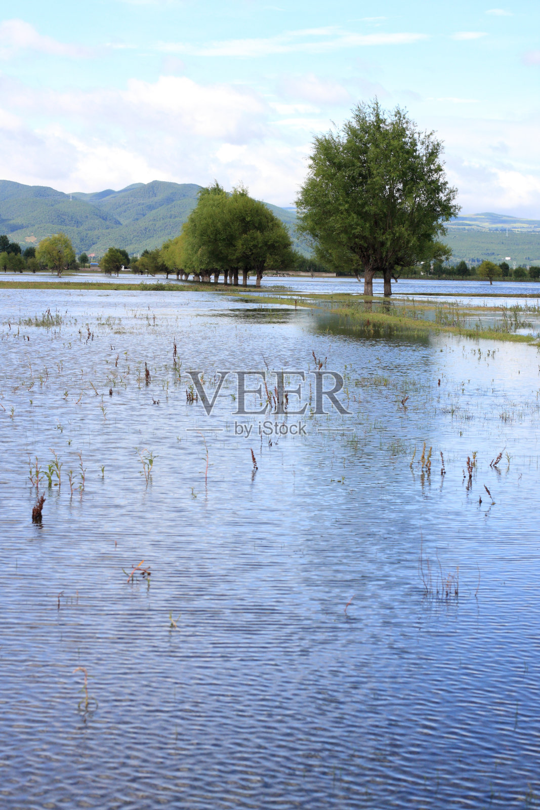 树木在水上照片摄影图片