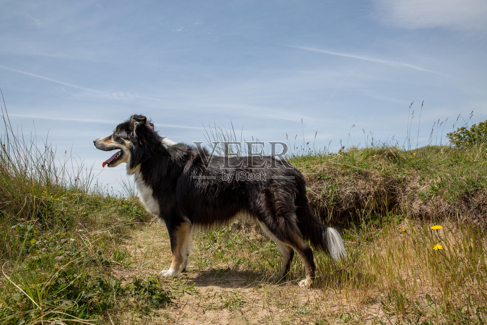 边境牧羊犬站在沙丘上照片摄影图片