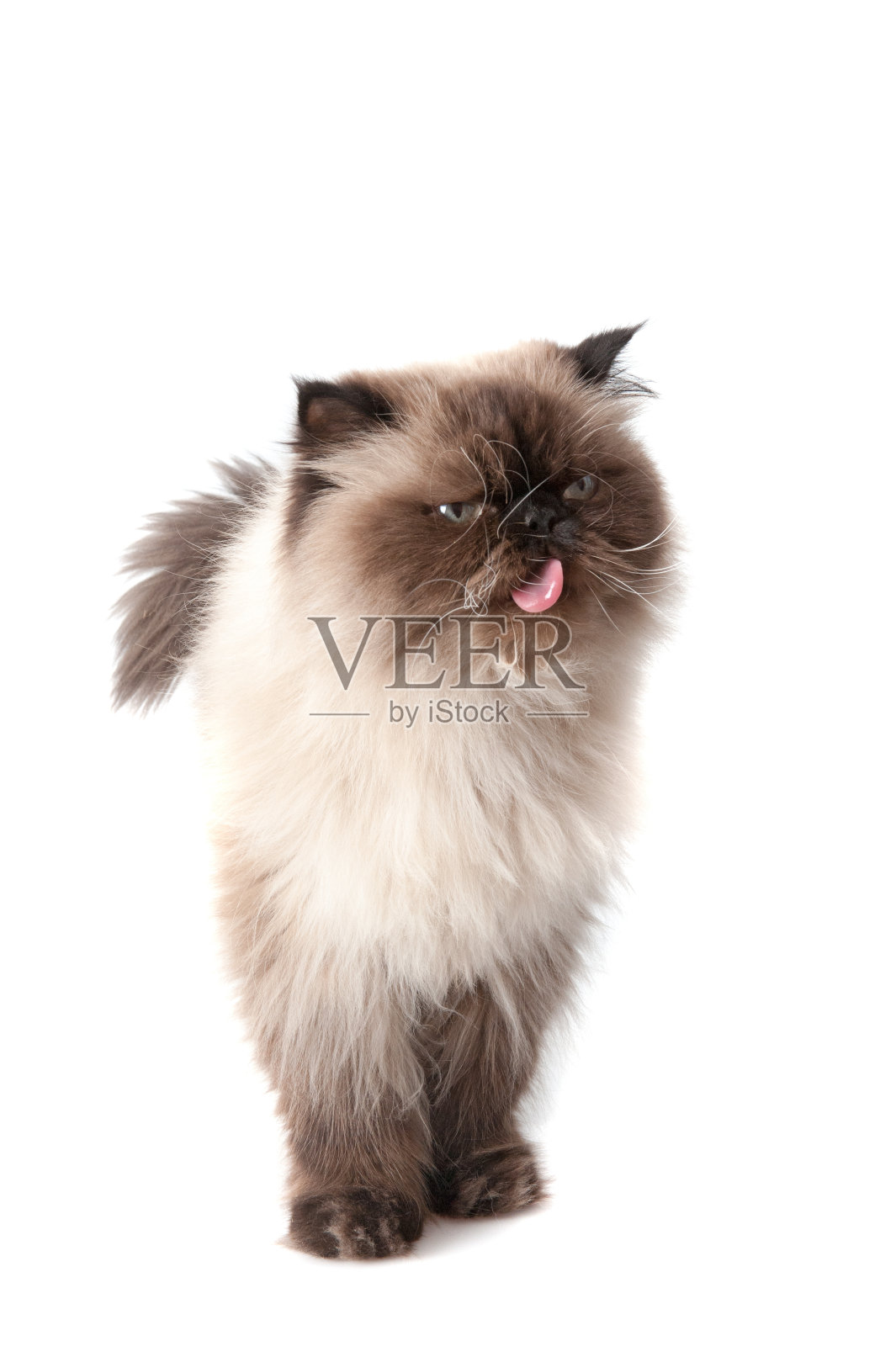 猫照片摄影图片