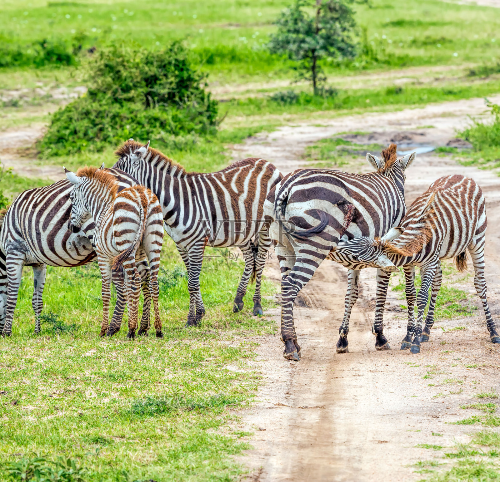受伤的斑马妈妈和她的婴儿:正在哺乳照片摄影图片