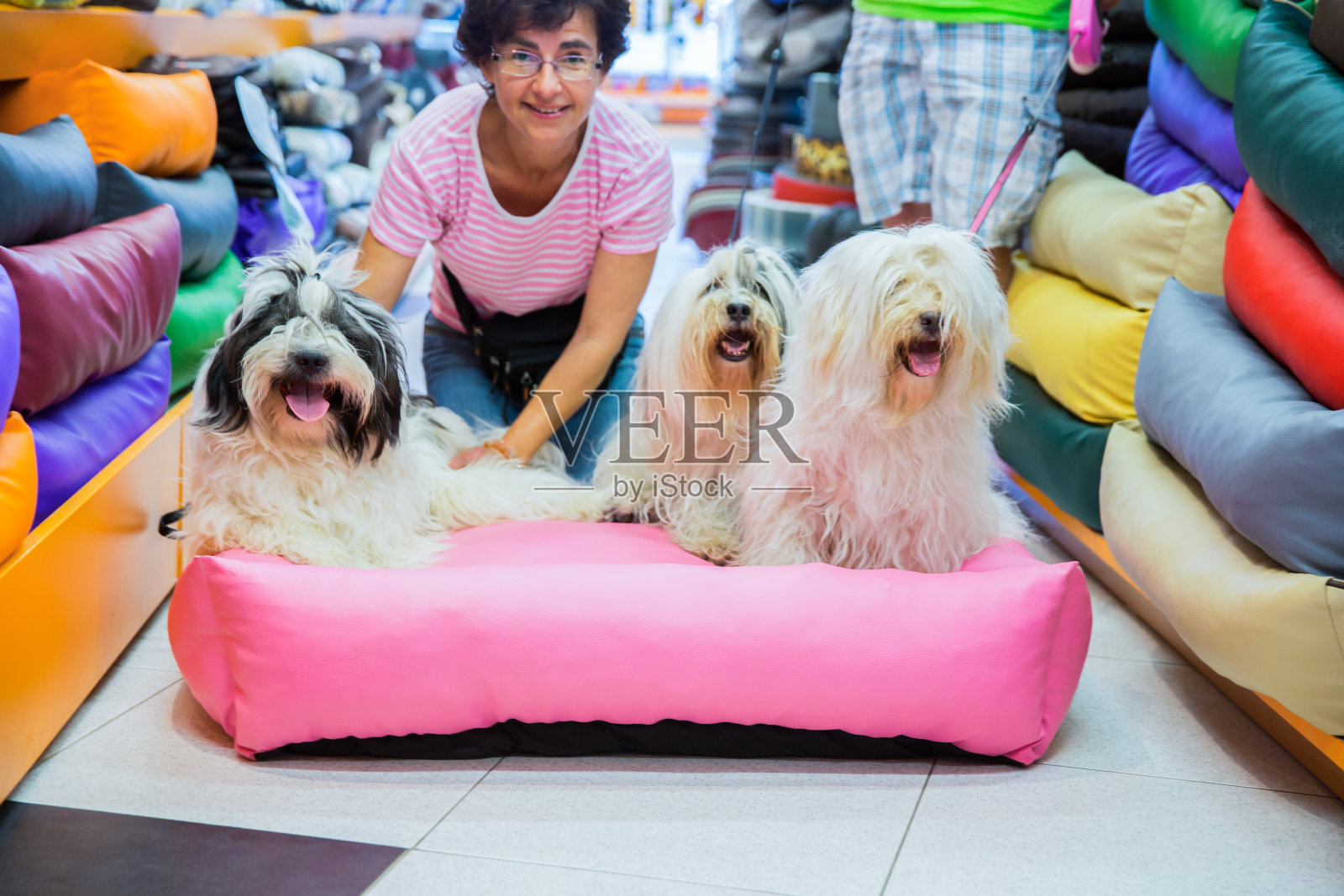 可爱的藏獒和他的主人在宠物店休息照片摄影图片