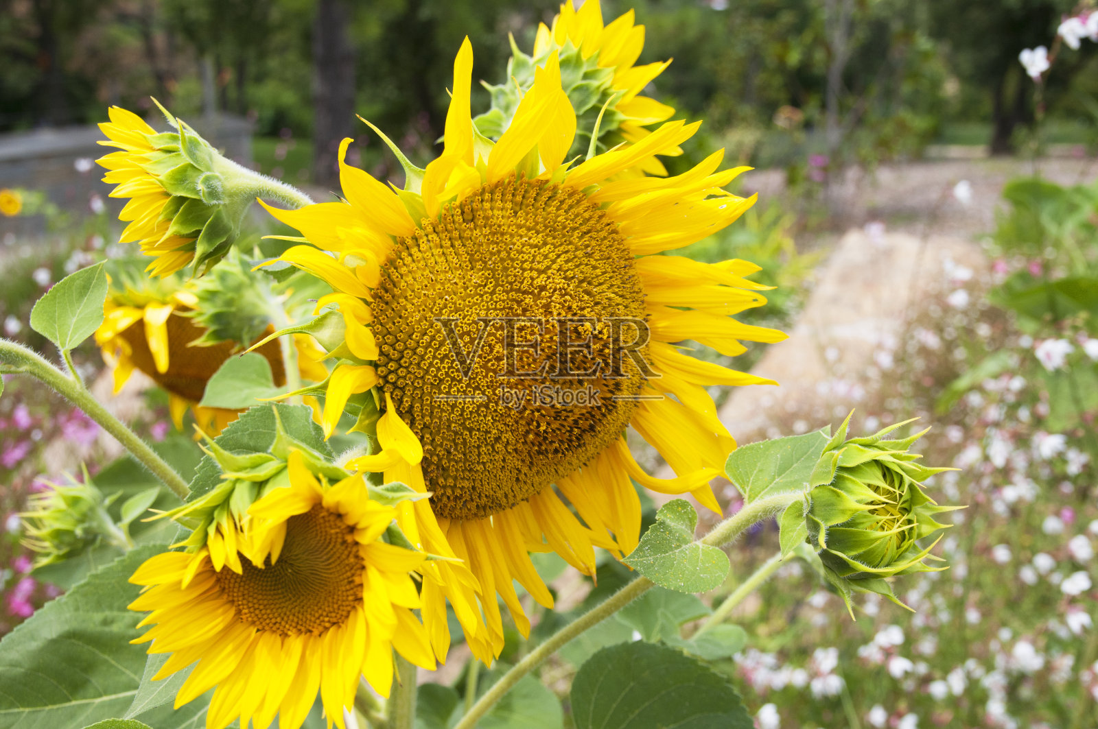 向日葵照片摄影图片