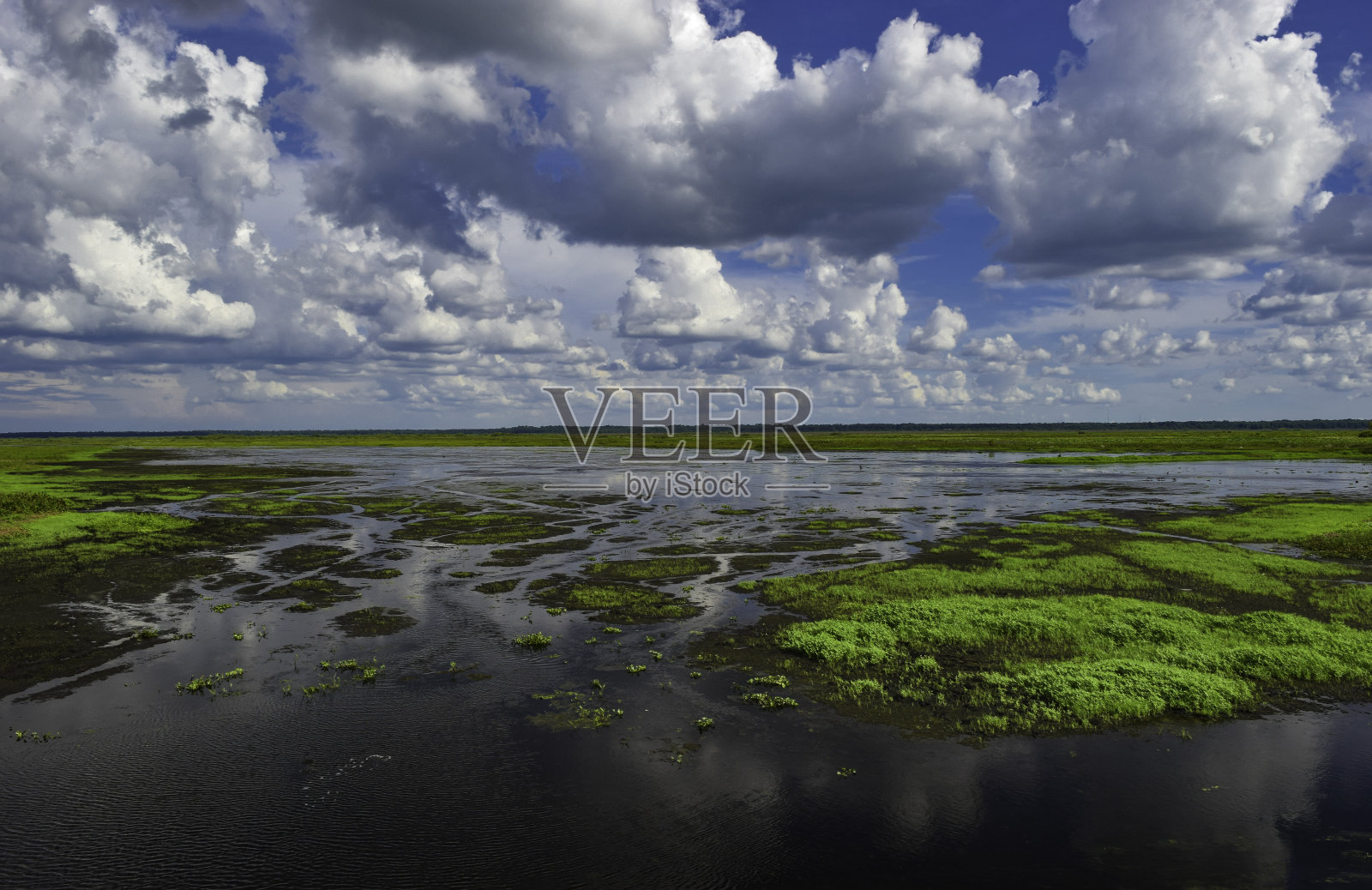 湿地照片摄影图片