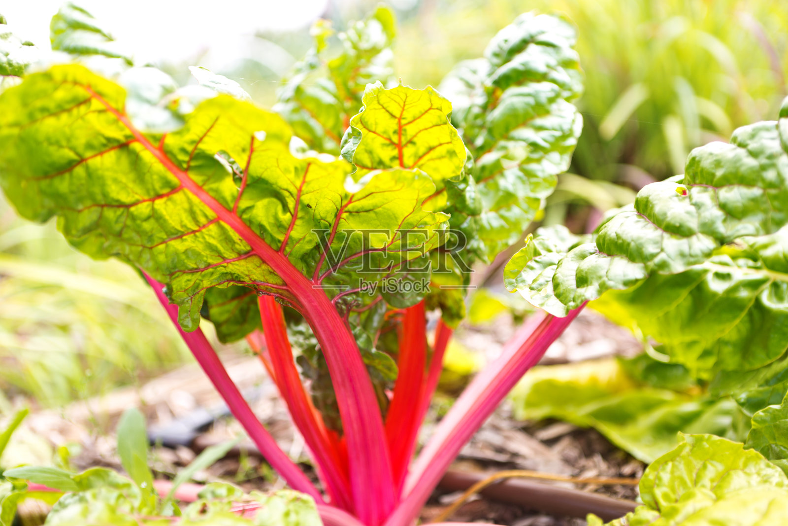 菜园里的红茎瑞士甜菜照片摄影图片