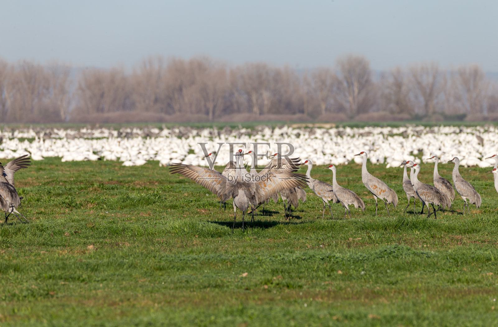 沙丘鹤和雪鹅群，加利福尼亚，美国照片摄影图片