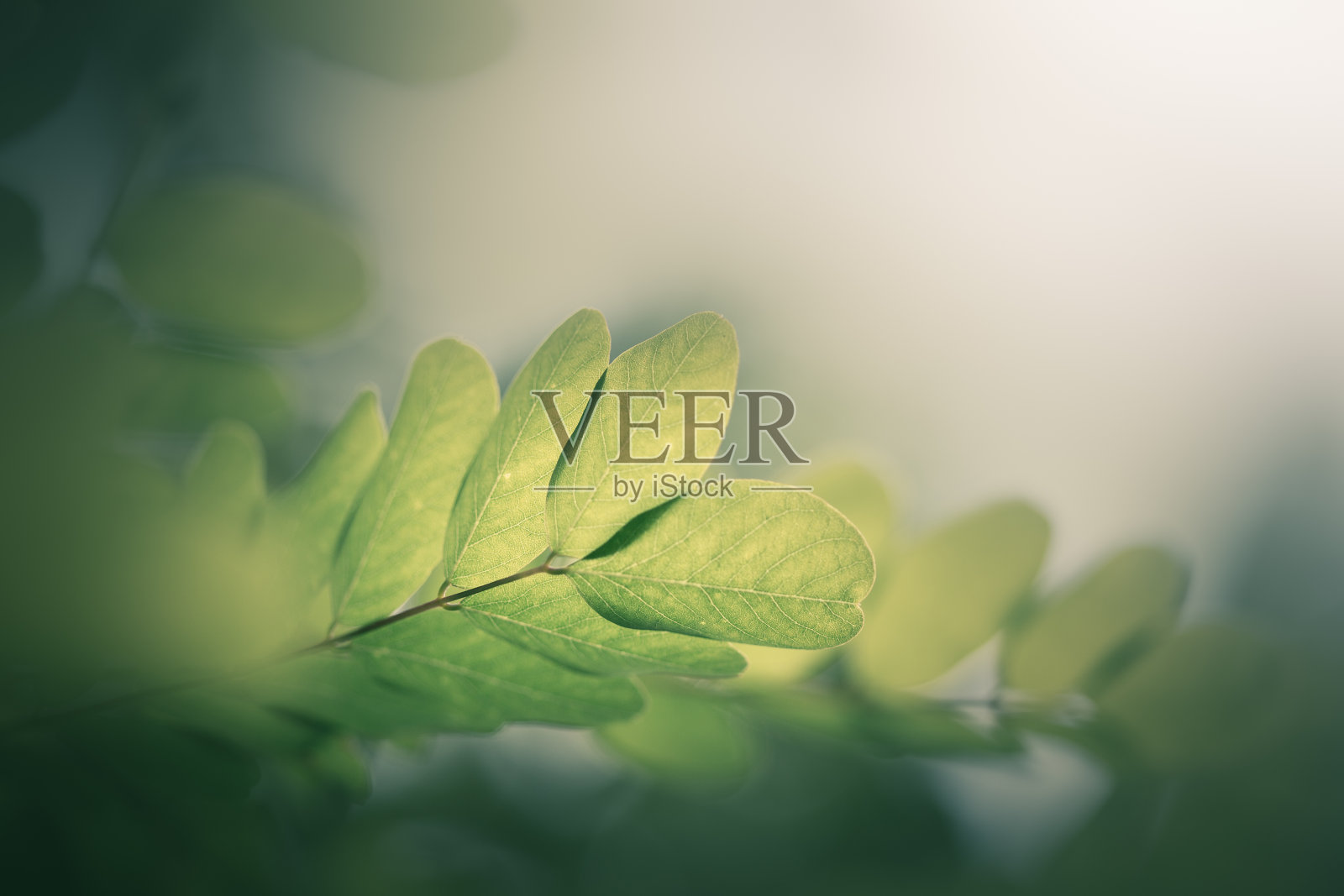 绿叶伴着阳光。照片摄影图片