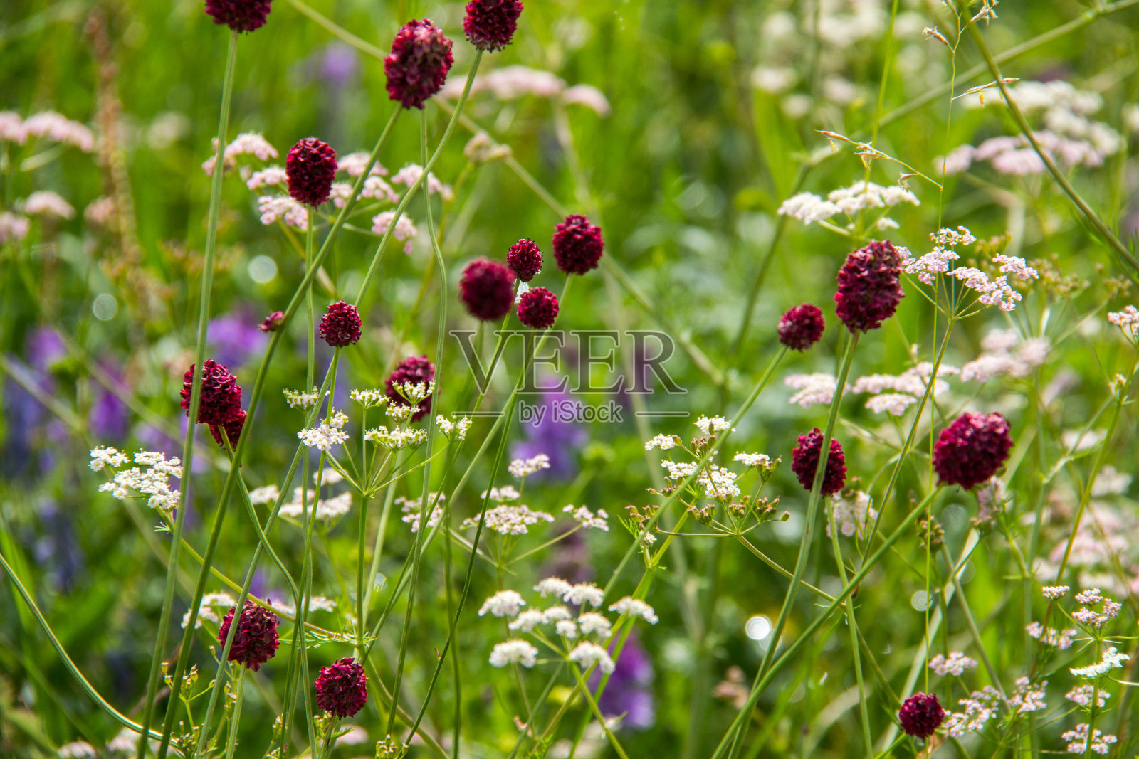 蒙古:野花照片摄影图片