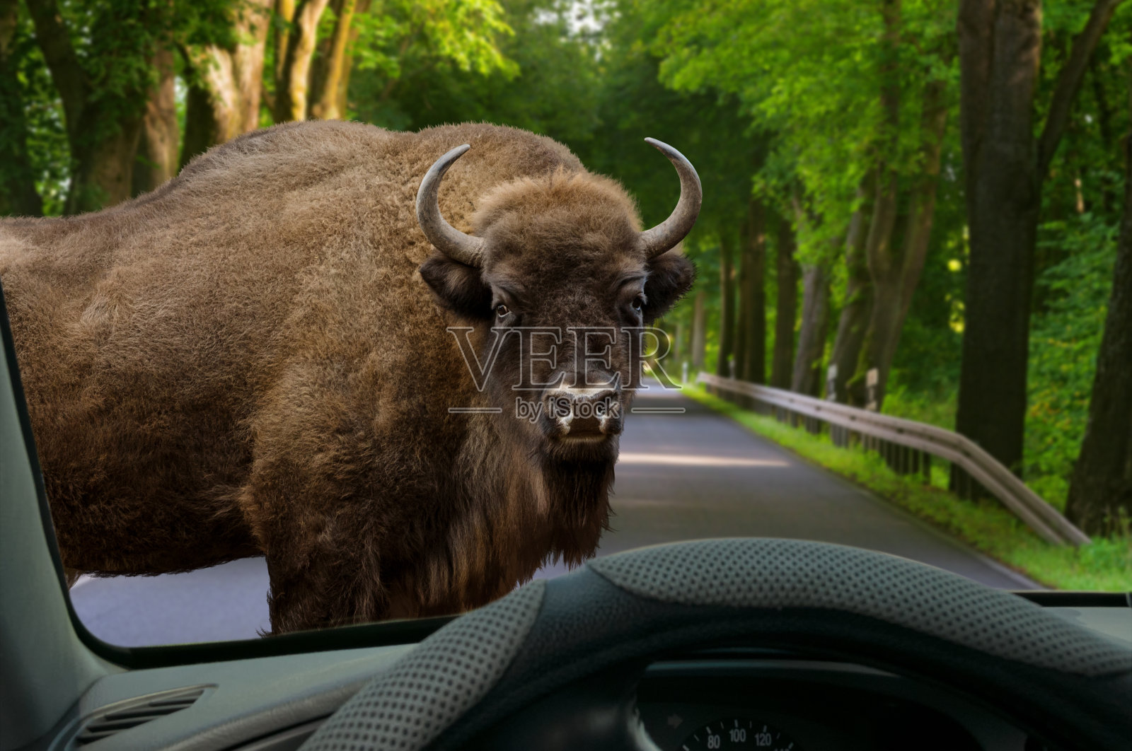 动物越野车的挡风玻璃在街道上出现问题照片摄影图片