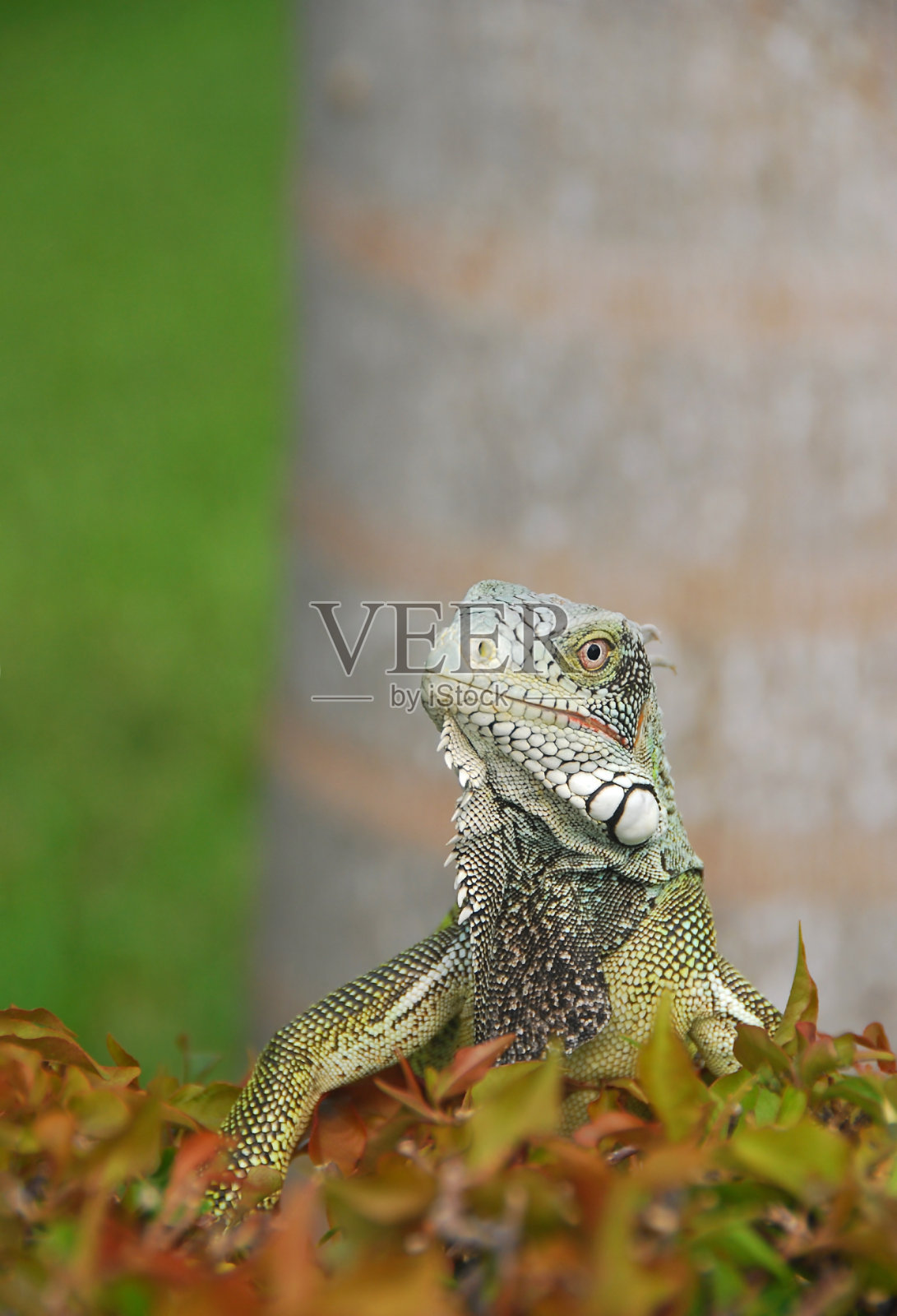 绿色鬣蜥前面的棕榈树树干。照片摄影图片