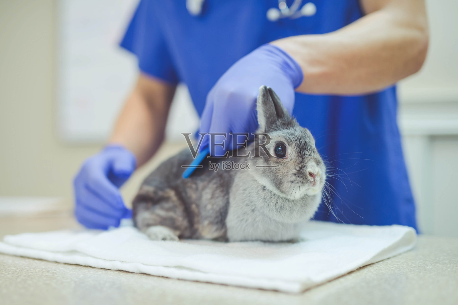 男兽医抱着一只兔子在检查照片摄影图片