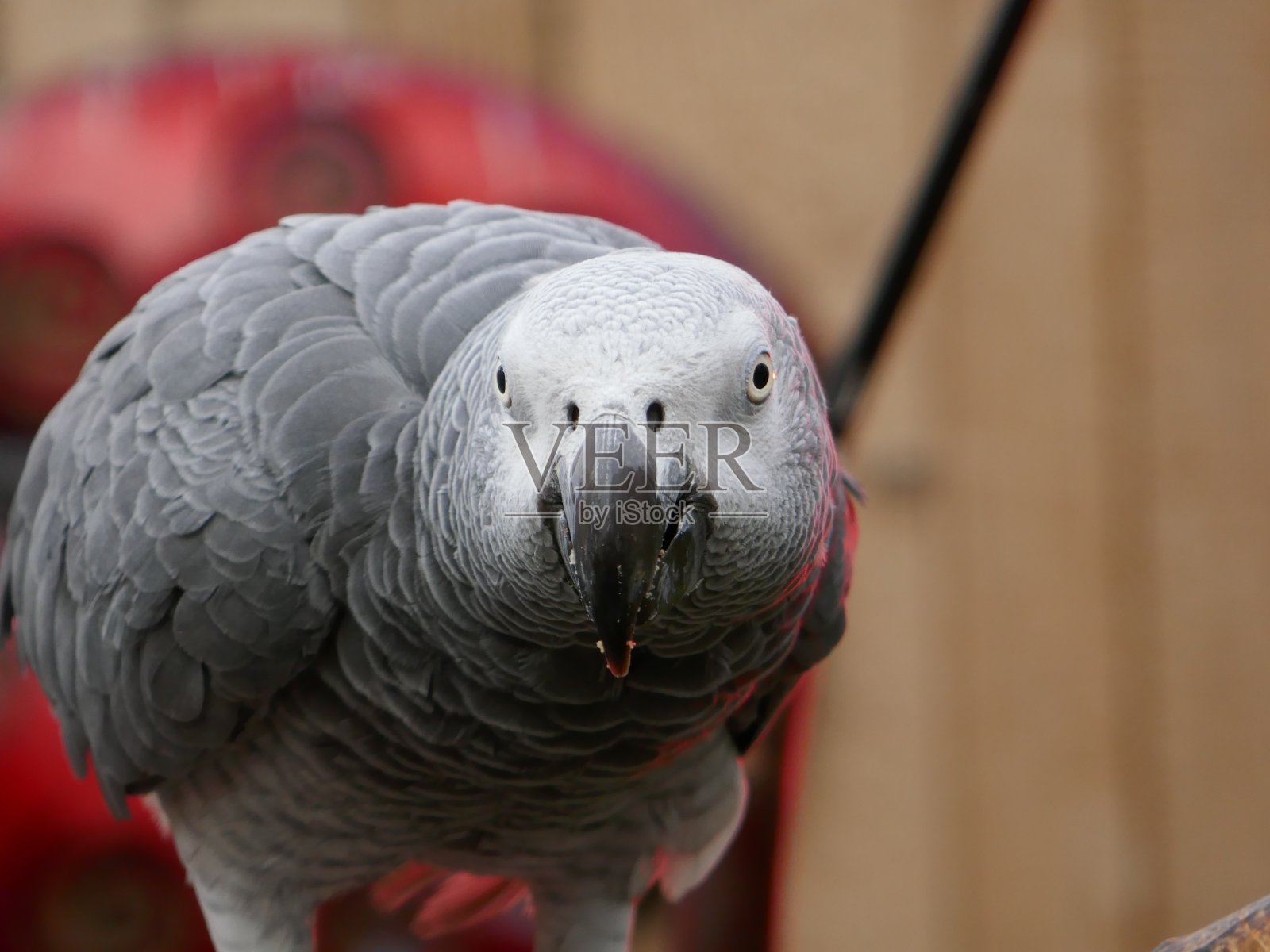 濒临灭绝的非洲鹦鹉照片摄影图片