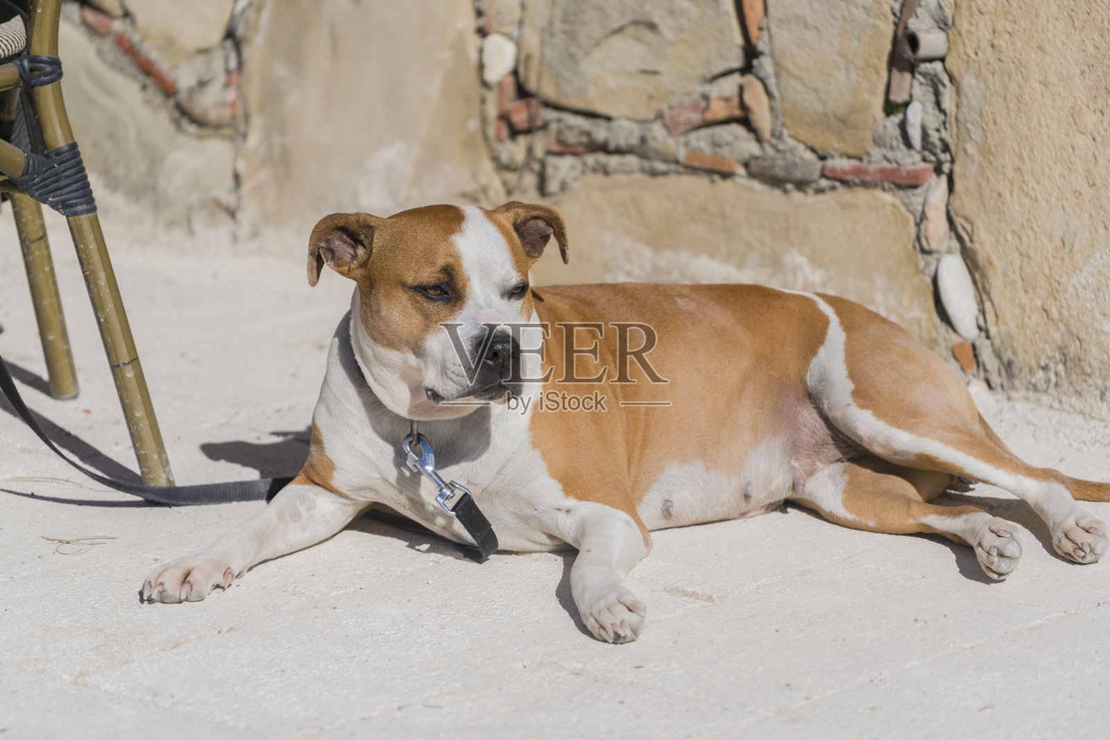 狗照片摄影图片