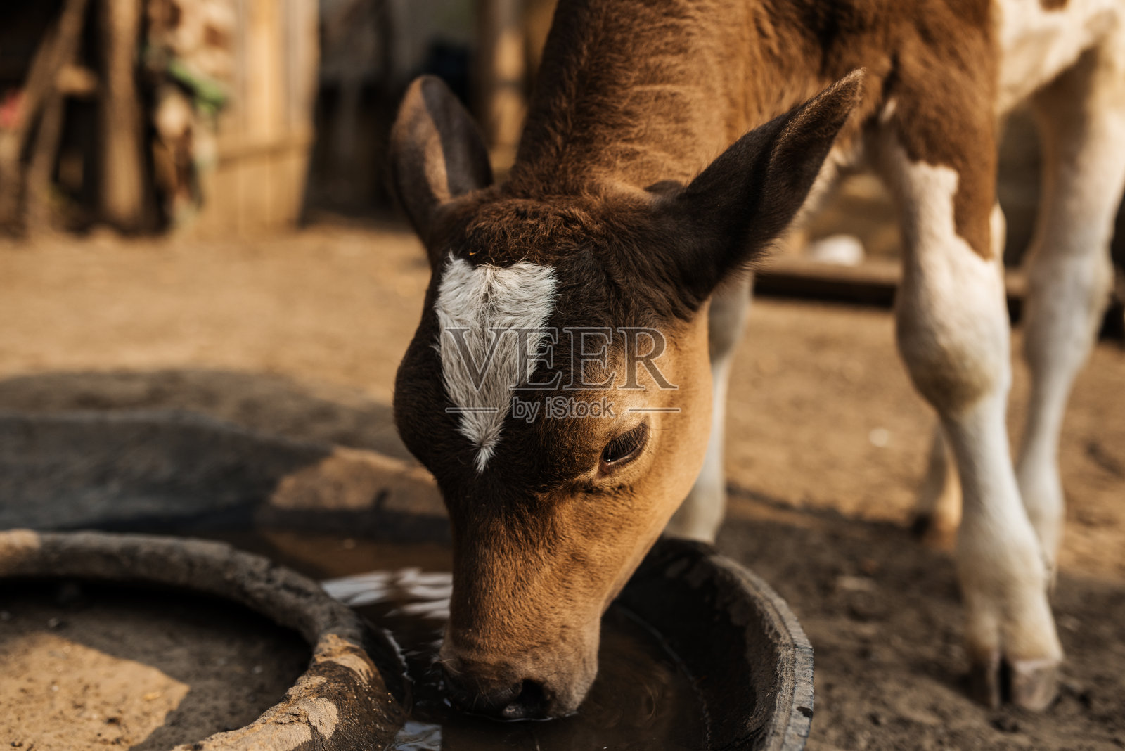 牛饮水照片摄影图片