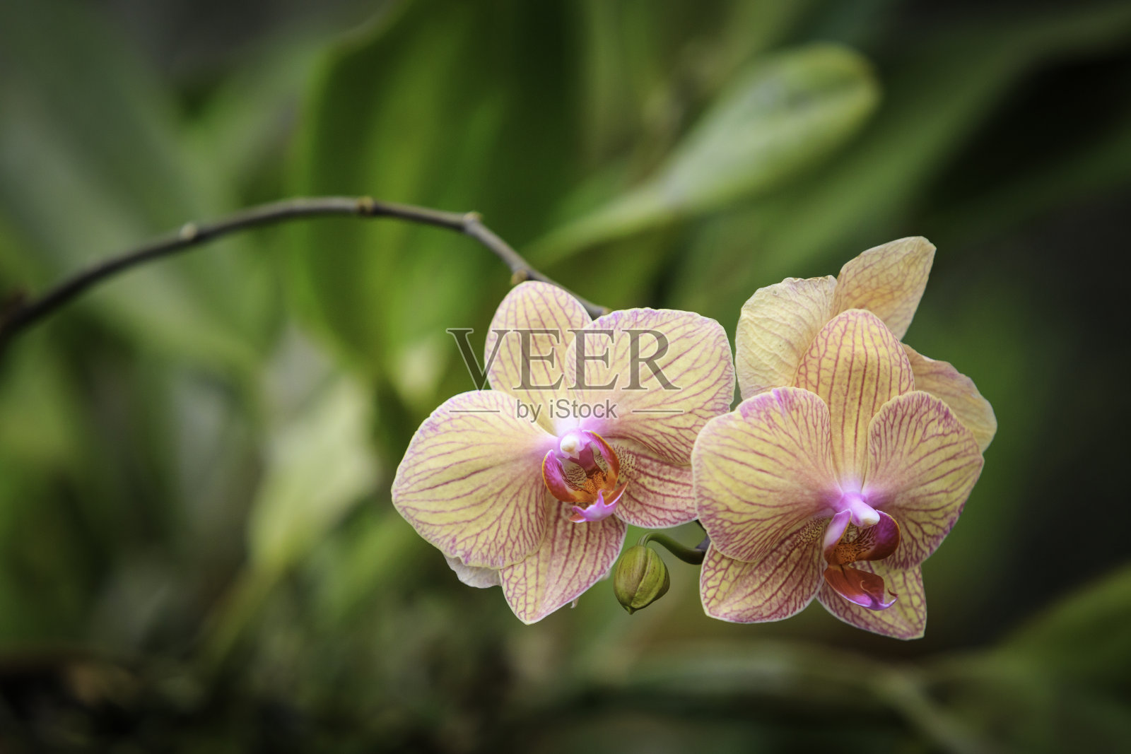 色彩斑斓的兰花的花照片摄影图片