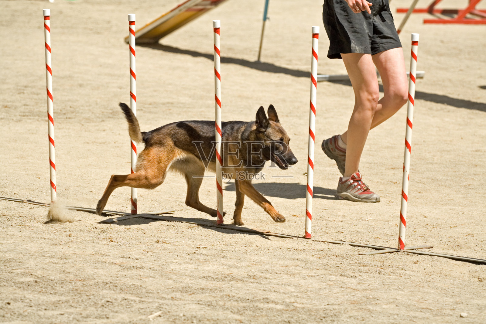 敏捷的狗照片摄影图片