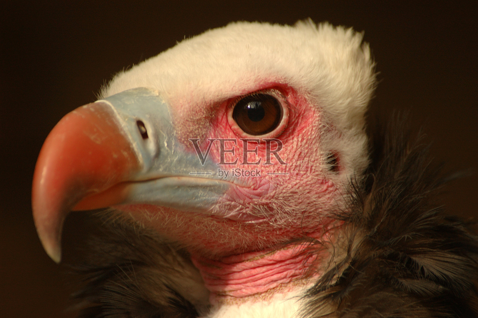 秃鹰吗?年代的脸照片摄影图片