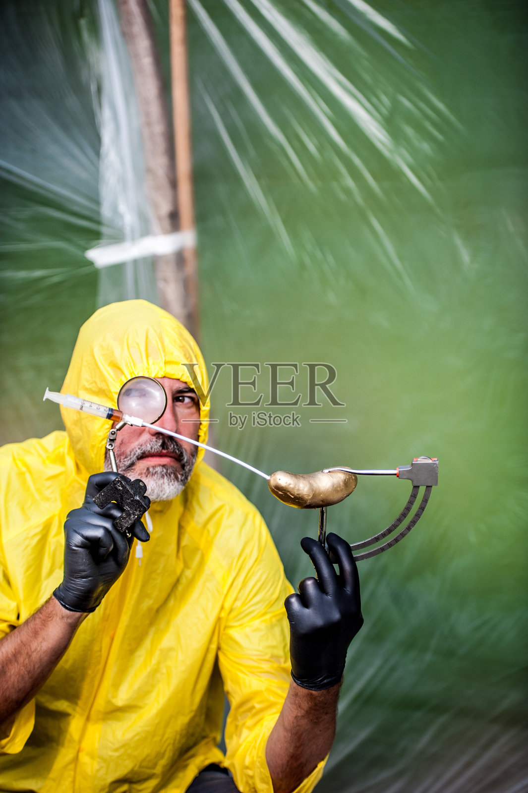 种植黄金土豆的专业知识照片摄影图片