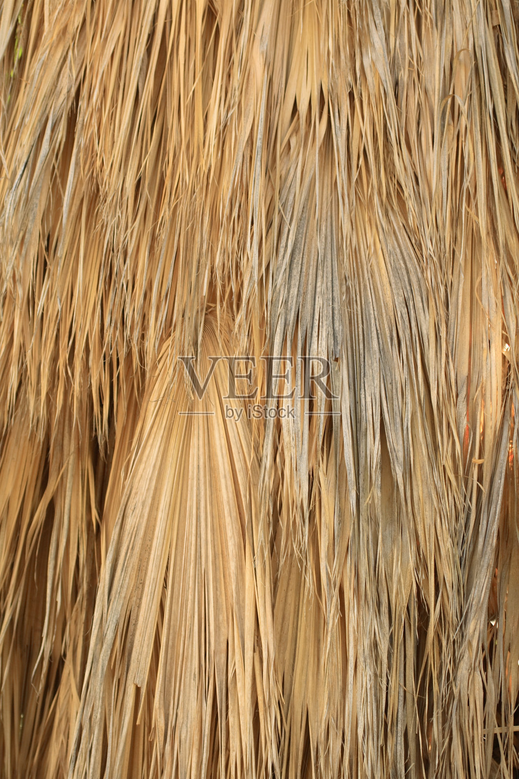 死去的棕榈叶照片摄影图片