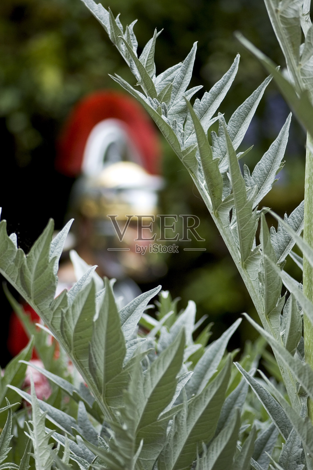 罗马士兵和植物照片摄影图片