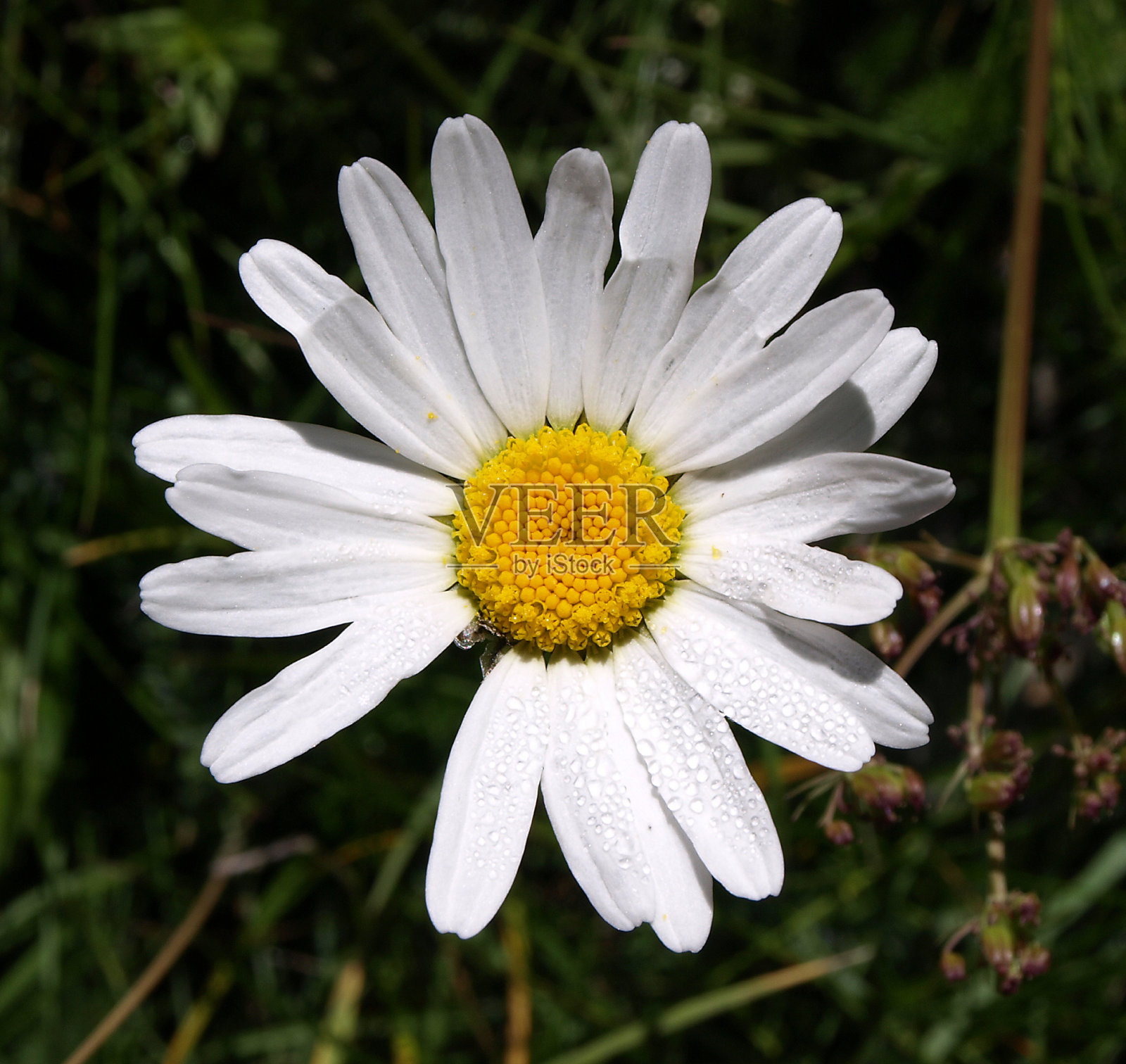 Magerithe与晨露照片摄影图片