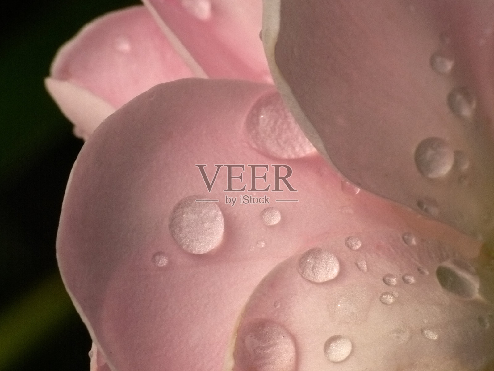 哭泣的玫瑰照片摄影图片