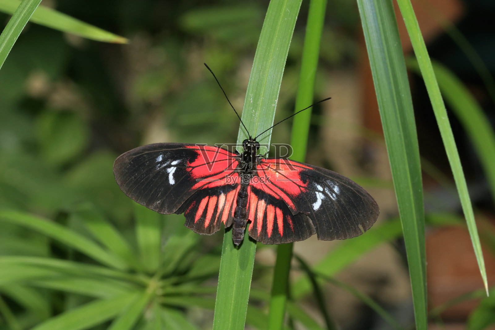红黑蝴蝶照片摄影图片