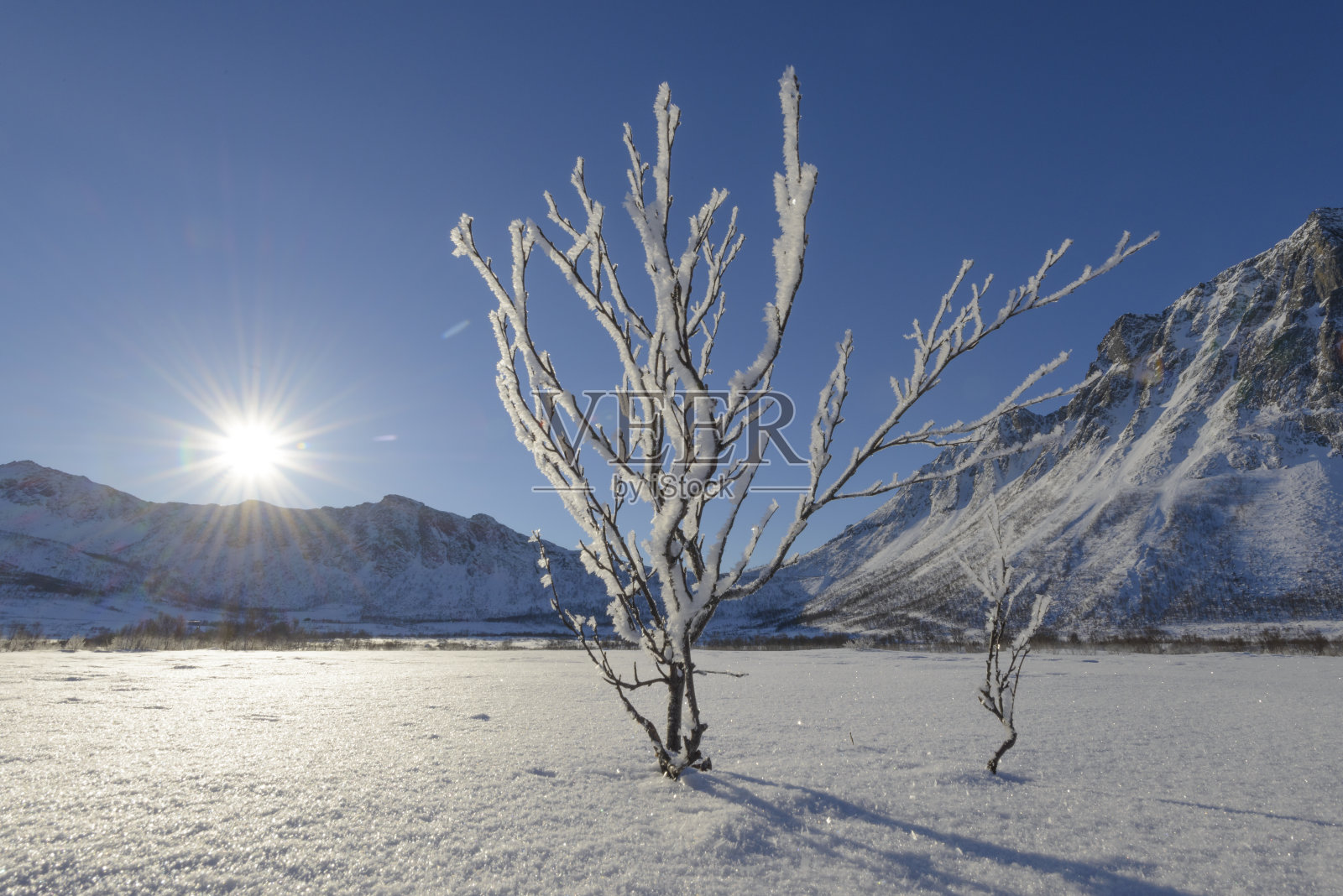 这是挪威北部的一棵冬天结冰的树，阳光充足照片摄影图片