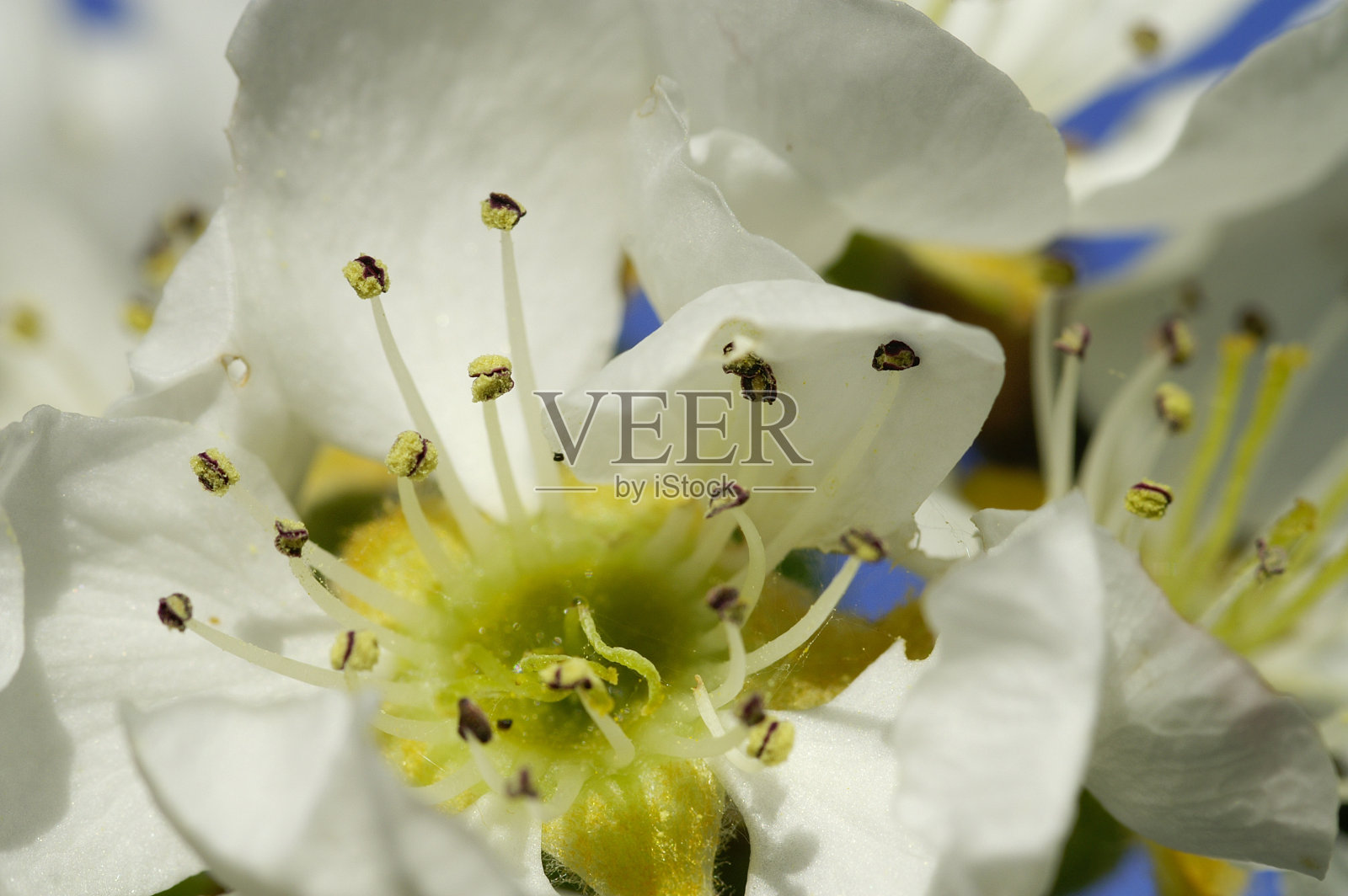 梨花照片摄影图片