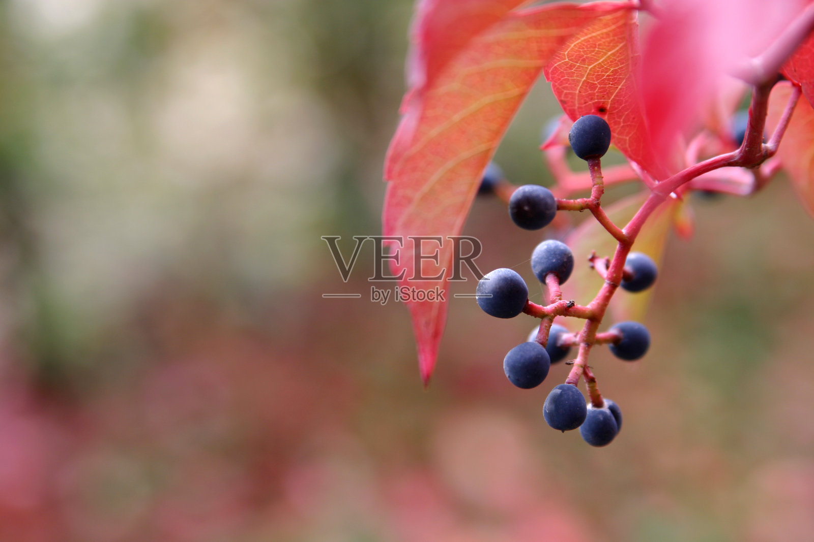 野生来了照片摄影图片