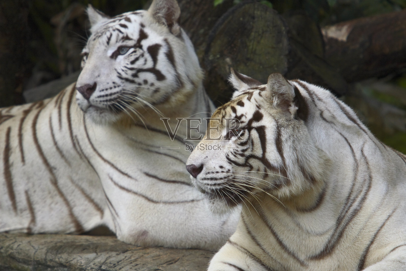 野生动物照片摄影图片