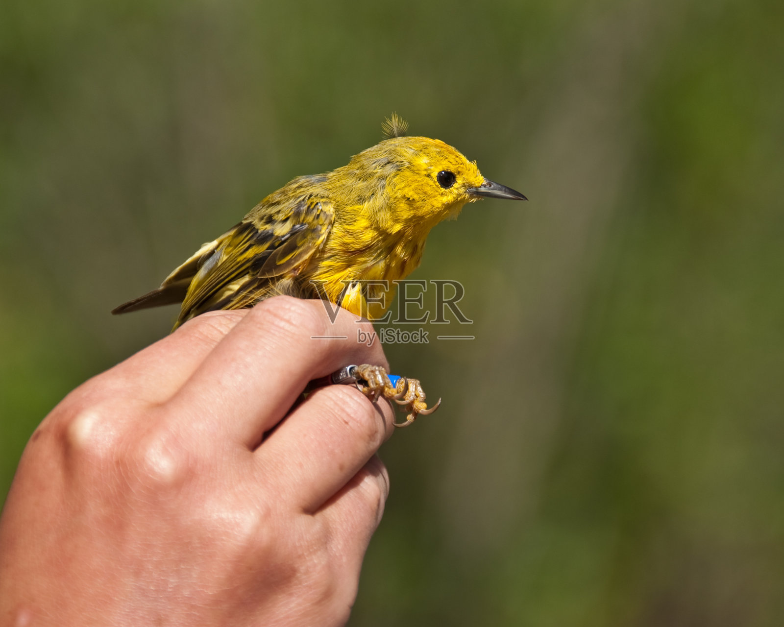 绑环后释放黄莺照片摄影图片
