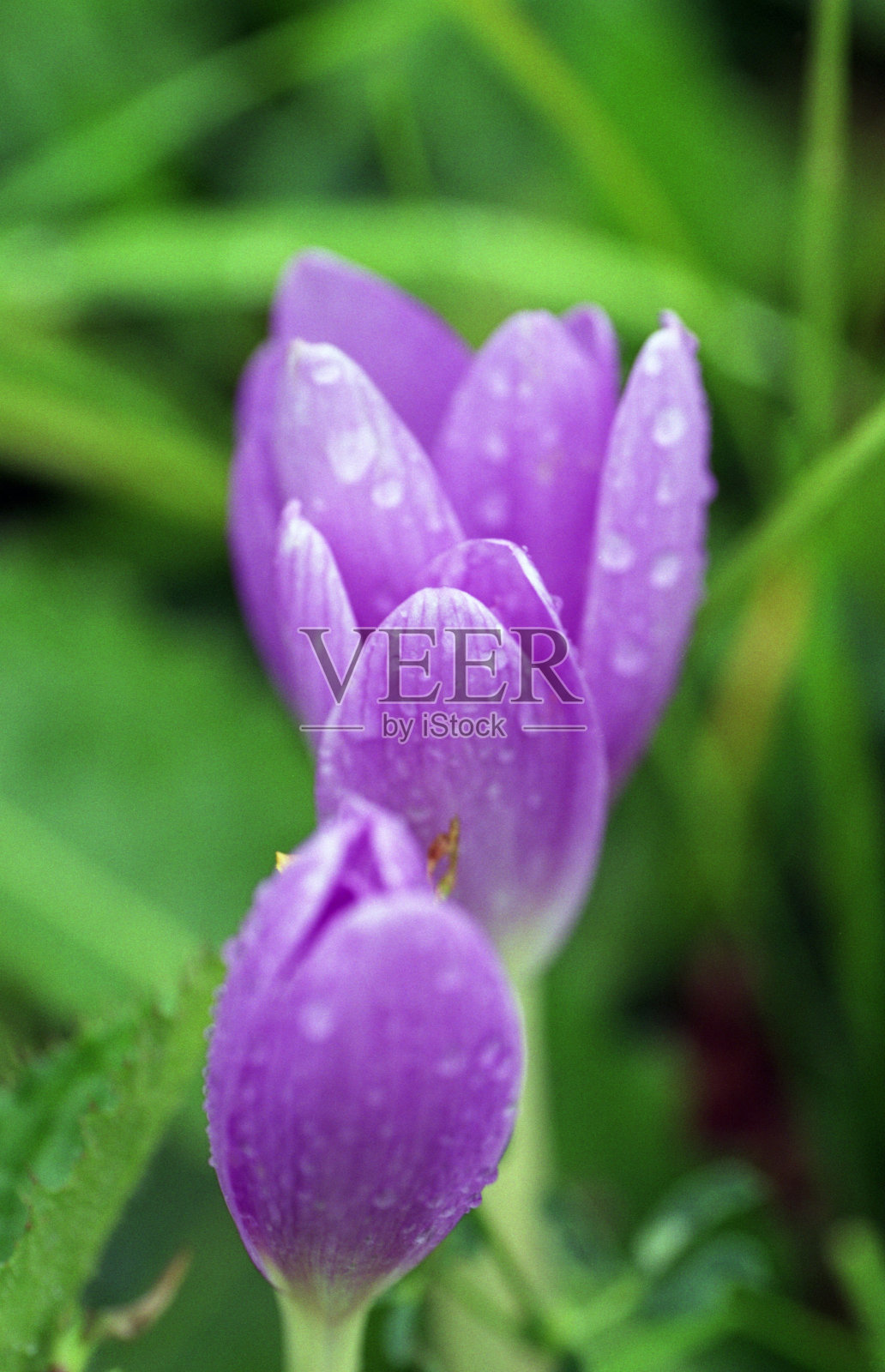 雨后的番红花照片摄影图片