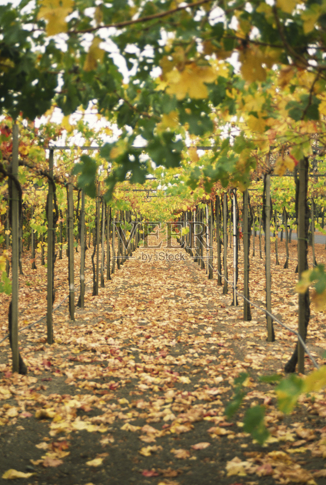 葡萄园照片摄影图片