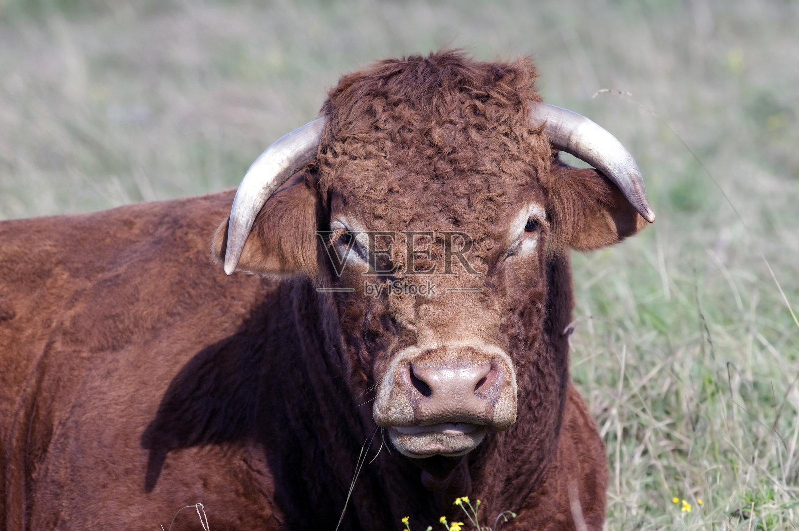 卷曲的红牛一直在观望照片摄影图片