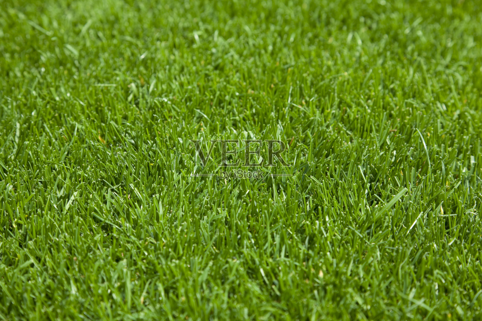 草照片摄影图片