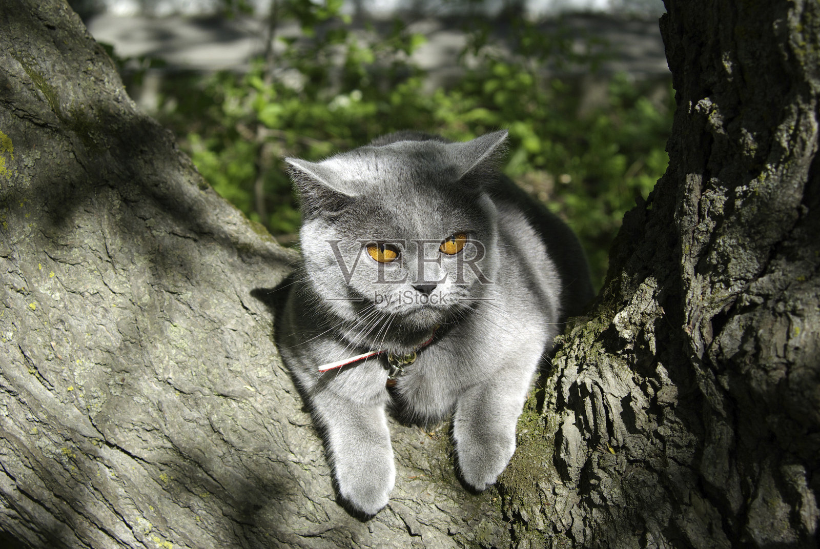 猫在树照片摄影图片