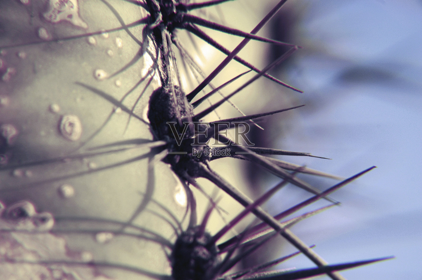 巨巨撒瓜罗-哎哟照片摄影图片