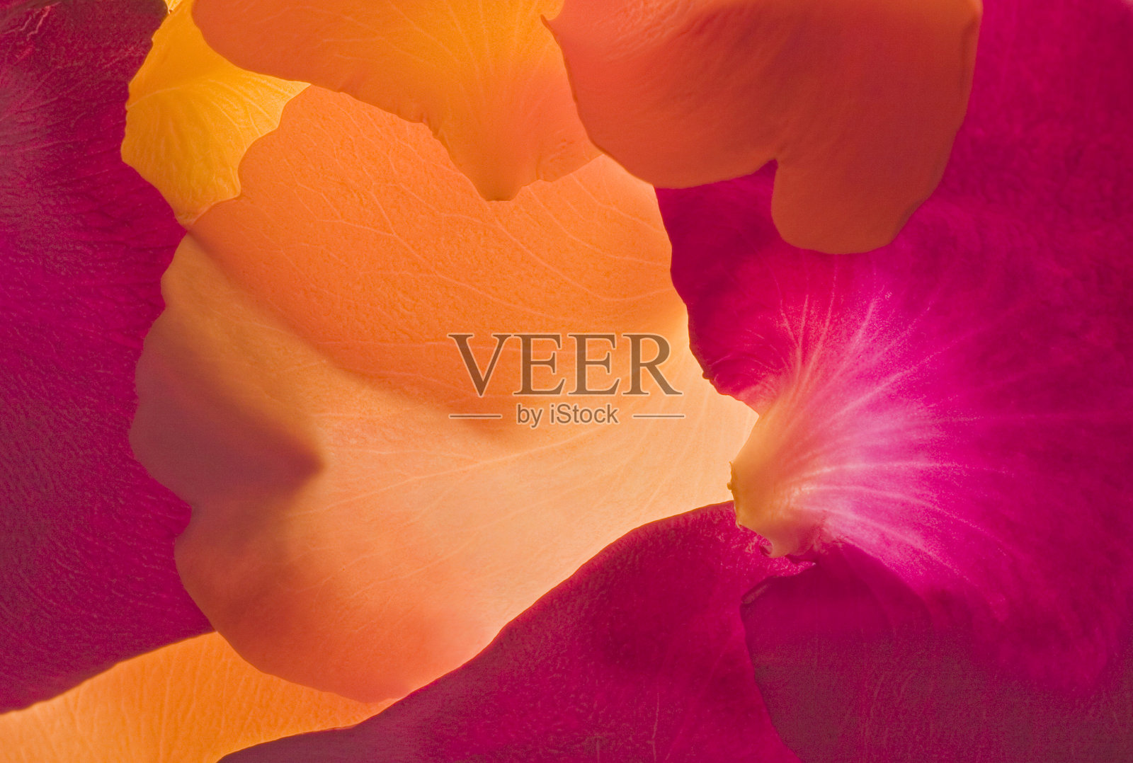 玫瑰花瓣摘要#2照片摄影图片