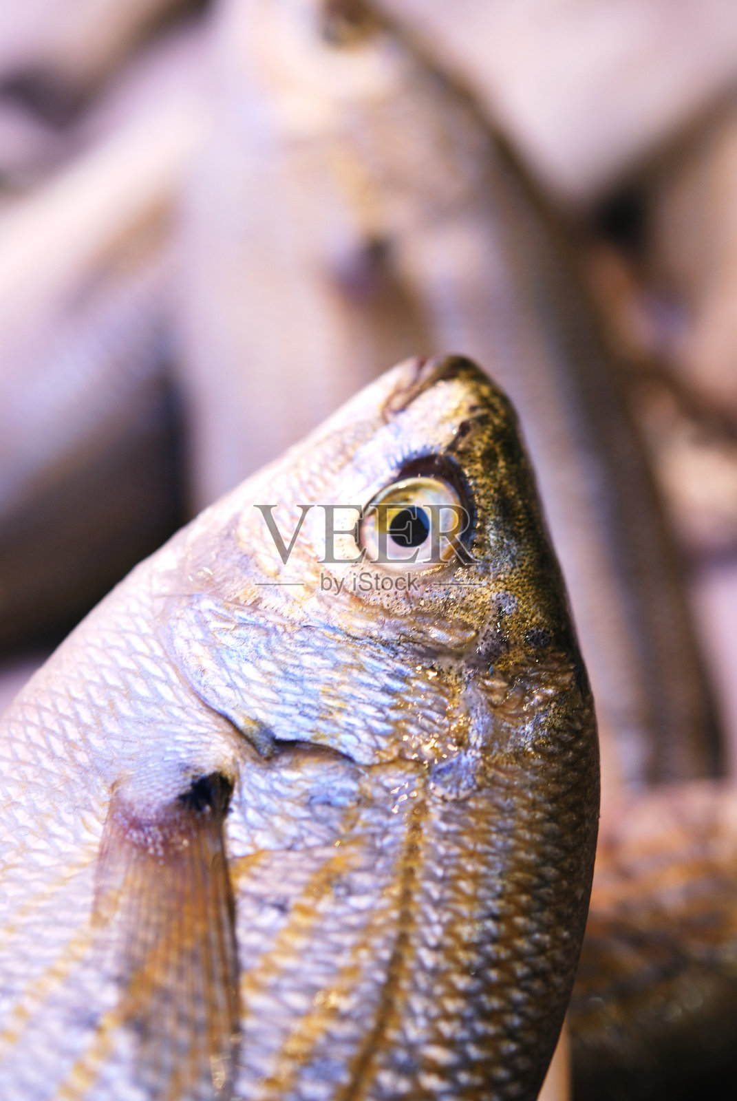 新鲜的鱼照片摄影图片