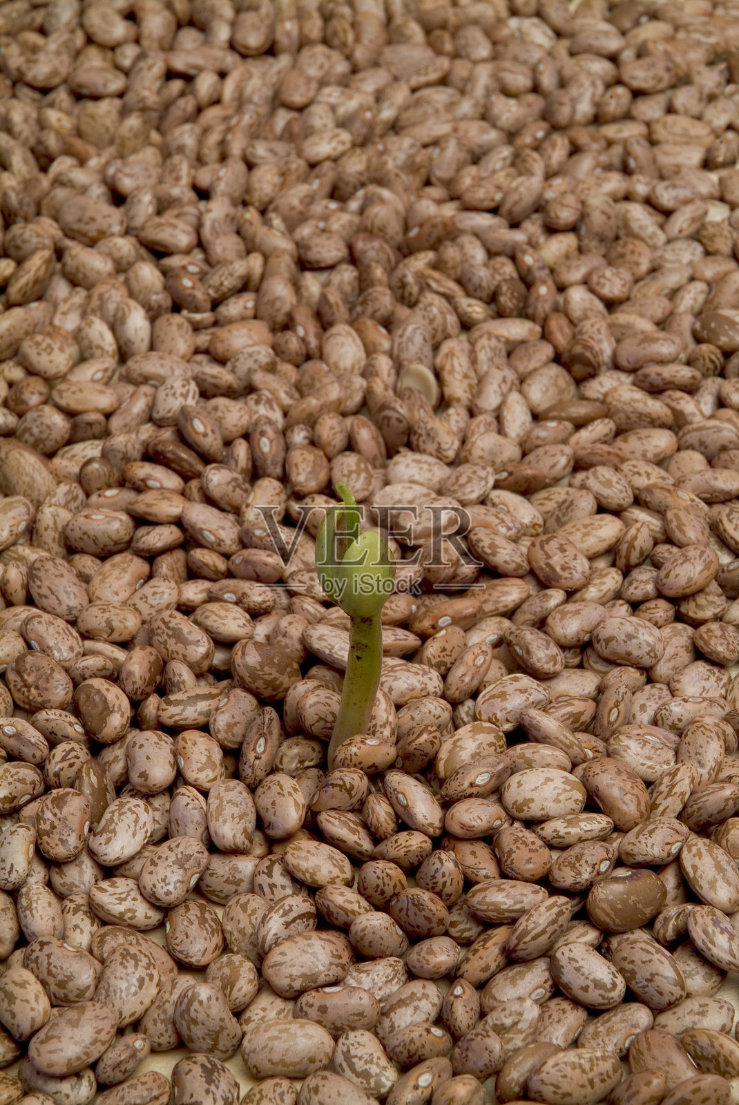 有生长芽的豆子照片摄影图片