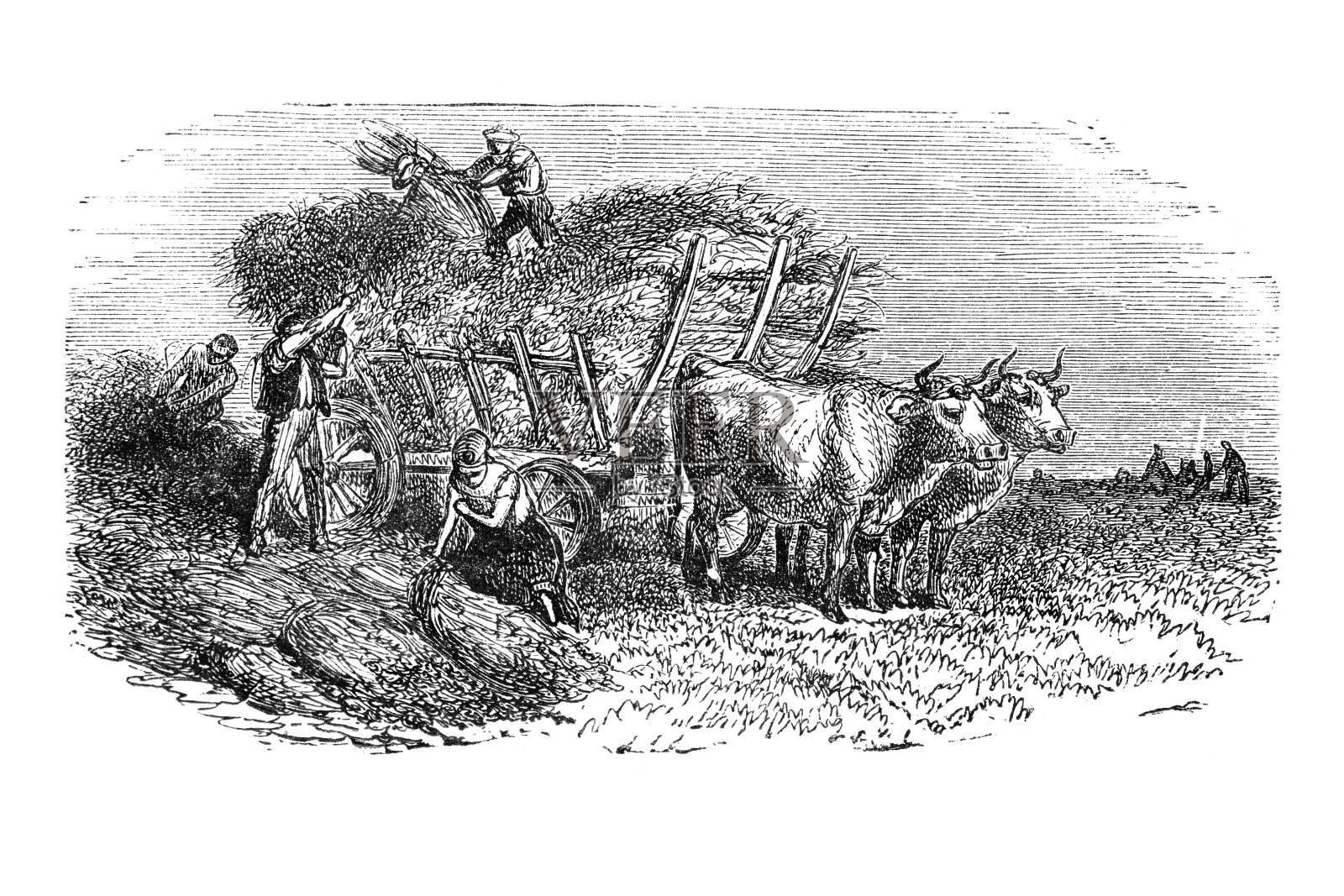 雕刻着人们用两头牛收割小麦插画图片素材