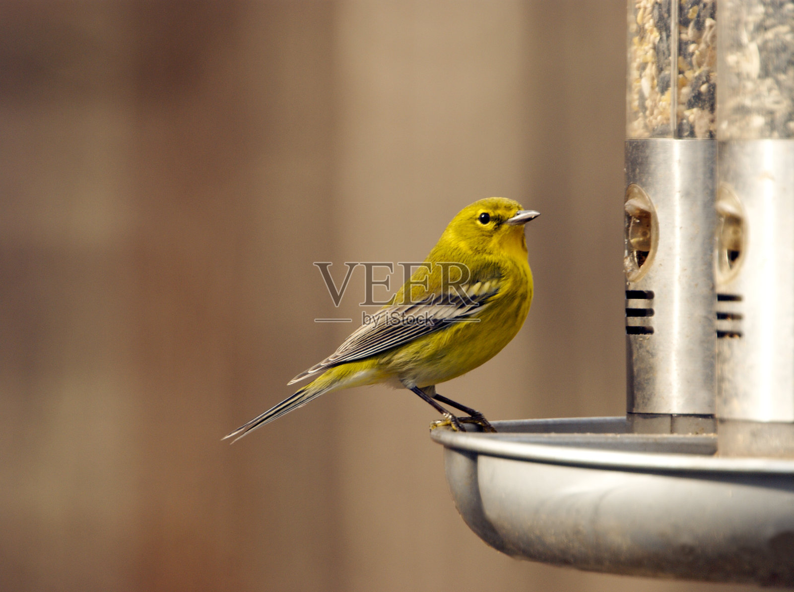 充满活力的松树莺照片摄影图片