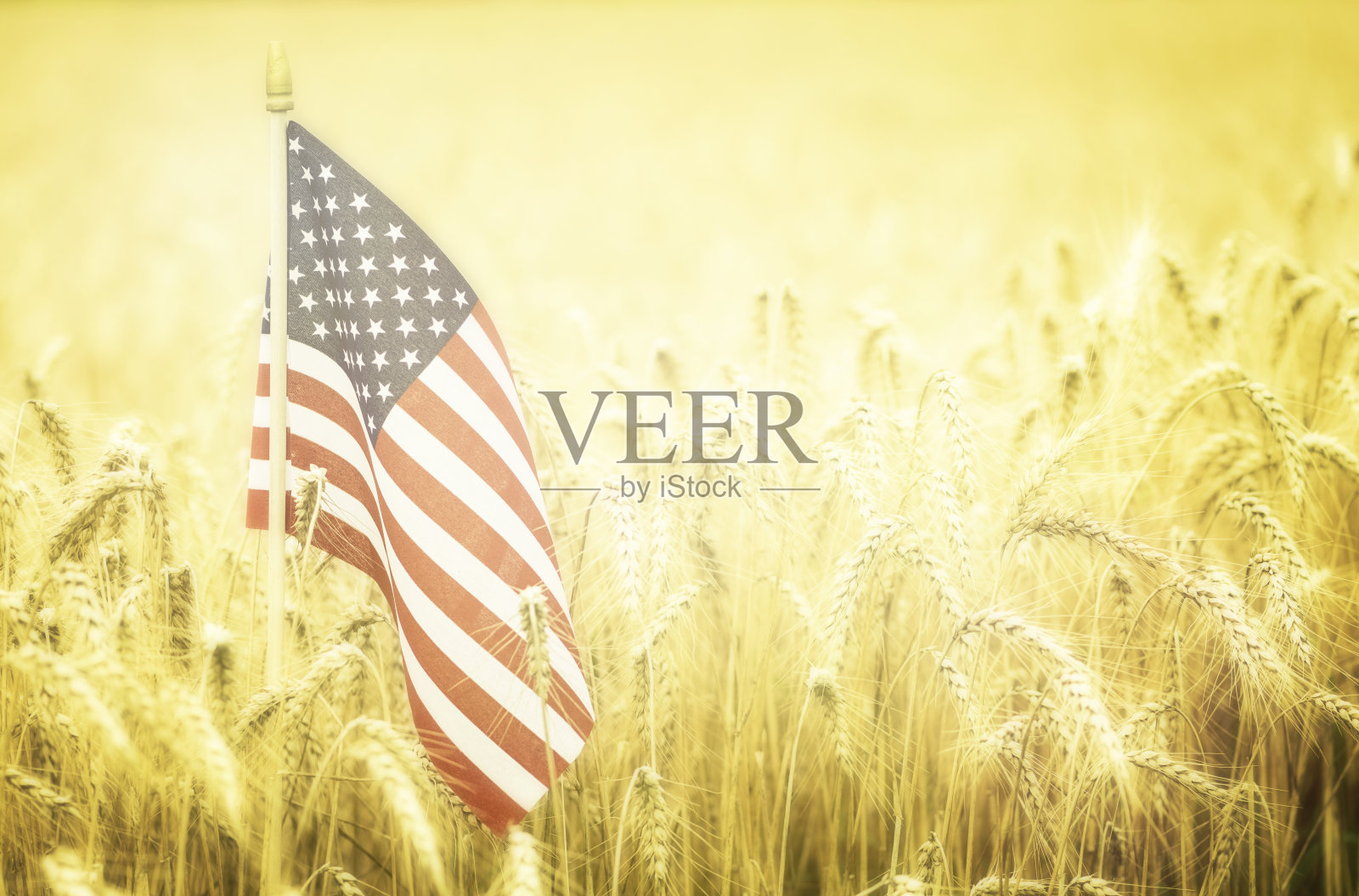 麦田里的美国国旗照片摄影图片